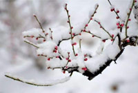 雪去春來，喜迎新一年